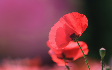 Картинка цветы маки бутон алые красные