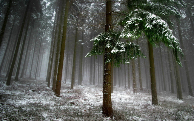 Обои картинки фото природа, лес, снег