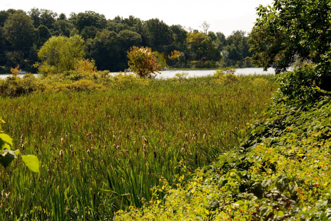 Обои картинки фото природа, реки, озера, деревья, река, камыши