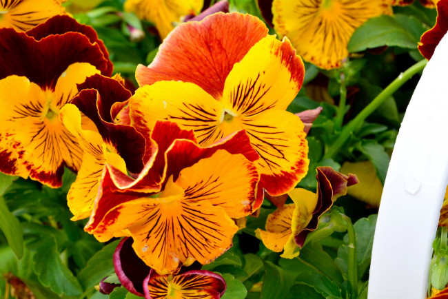 Обои картинки фото цветы, анютины глазки , садовые фиалки, оранжевый