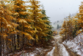 Картинка природа лес простор