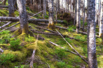 Картинка природа лес простор