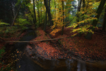 Картинка природа лес простор