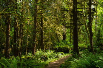 Картинка природа лес простор