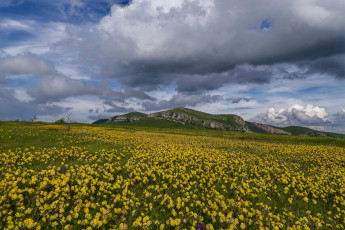 Картинка природа поля простор