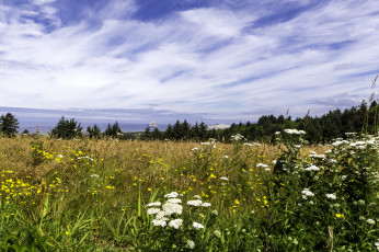 Картинка природа луга простор