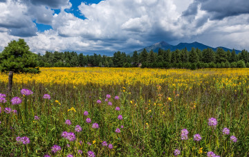 Картинка природа луга простор