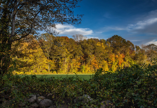 Обои картинки фото природа, лес, простор