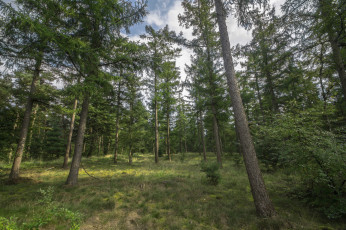 Картинка природа лес простор