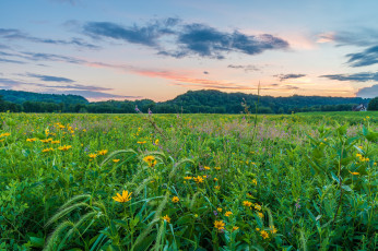 Картинка природа поля простор