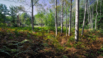 Картинка природа лес простор