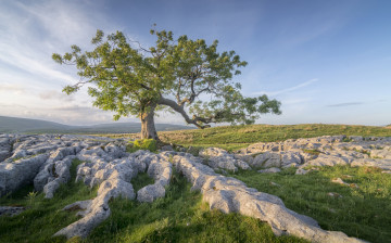 Картинка природа деревья простор