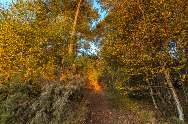 Обои картинки фото природа, лес, простор