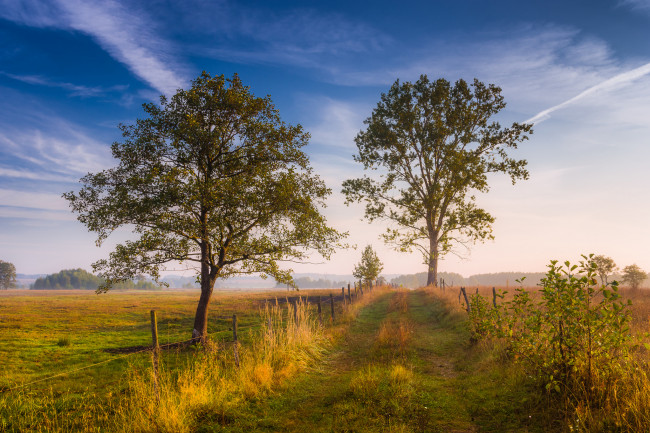 Обои картинки фото природа, деревья, простор