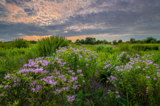 Обои картинки фото природа, луга, простор