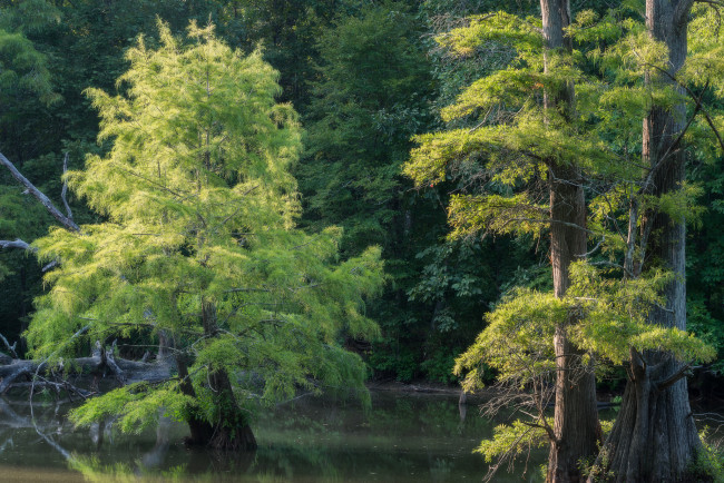 Обои картинки фото природа, деревья, простор