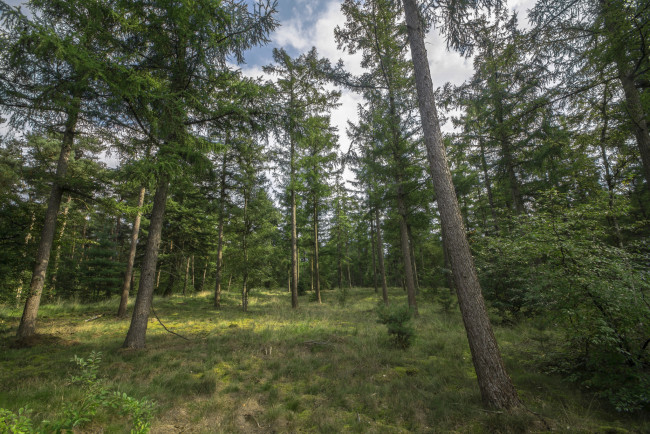 Обои картинки фото природа, лес, простор