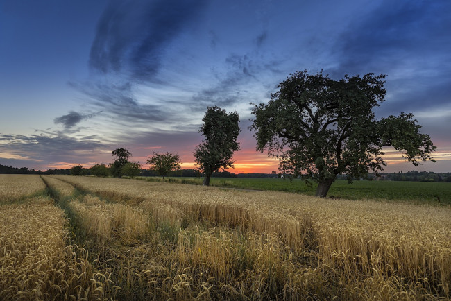 Обои картинки фото природа, поля, простор