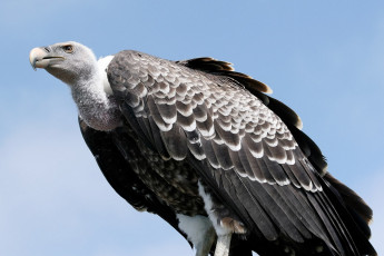 Картинка белоголовый+сип животные птицы+-+хищники белоголовый сип гриф падальщик грифы ястребиные ястребообразные птица хищник клюв когти перья крылья полёт