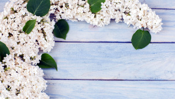 Картинка цветы сирень ветка белая