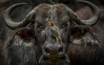 Картинка african+buffalo животные разные+вместе african buffalo птичка мощь буйвол китопарнокопытные полорогие млекопитающее рога