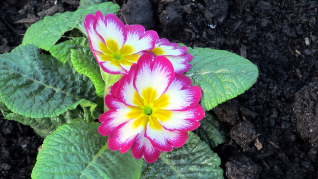 Обои картинки фото цветы, примулы, первоцвет