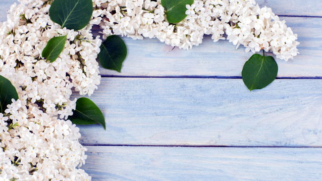 Обои картинки фото цветы, сирень, ветка, белая