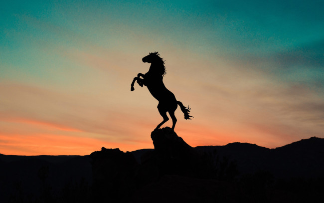 Обои картинки фото векторная графика, животные , animals, конь, силуэт, закат