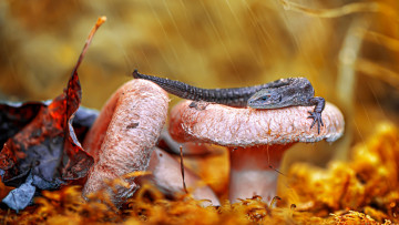 Картинка животные ящерицы +игуаны +вараны ящерица гриб