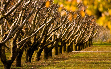 Картинка природа деревья сад осень