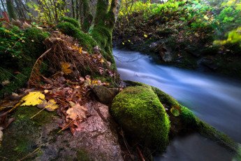 обоя природа, реки, озера, река, поток, кусты, мох, листья, деревья, осень