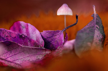 обоя природа, грибы, осень