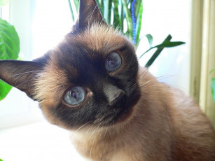 Картинка че эт вы тут делаете животные коты