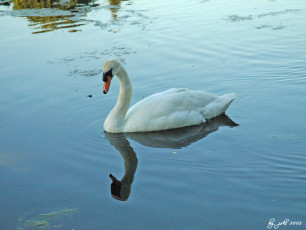 Картинка животные лебеди