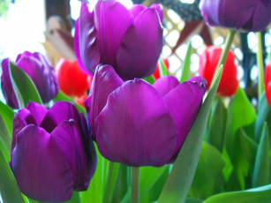 Картинка цветы тюльпаны