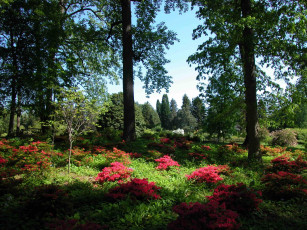 Картинка природа