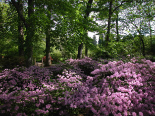 Картинка природа