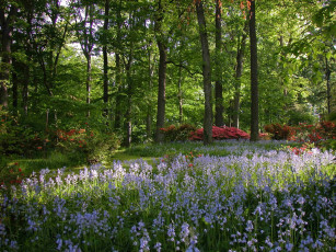 Картинка природа