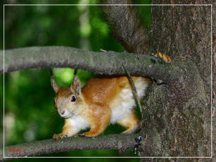 Картинка животные белки