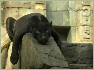 Картинка животные пантеры