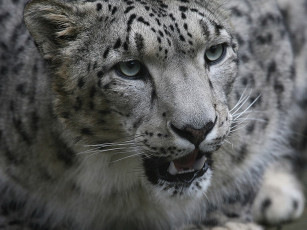 Картинка животные снежный барс ирбис