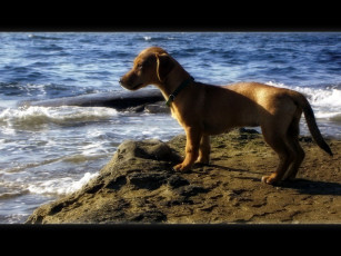 Картинка животные собаки