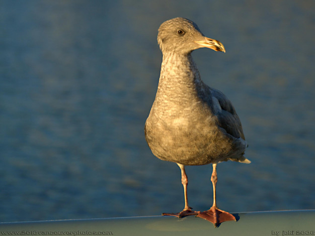Обои картинки фото животные, Чайки, бакланы, крачки