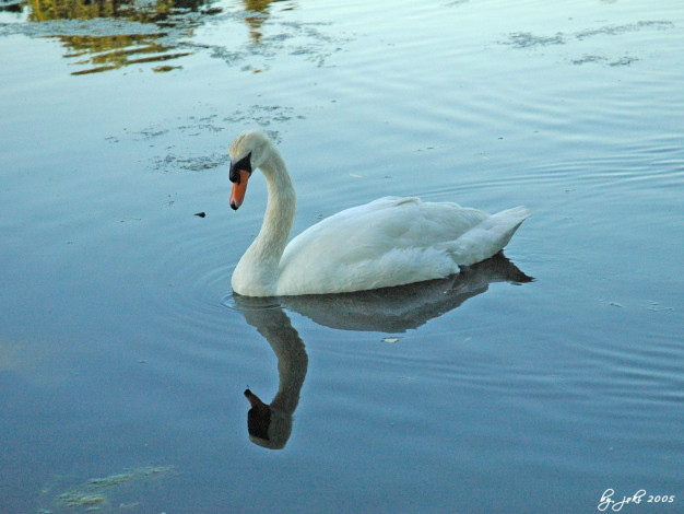 Обои картинки фото животные, лебеди