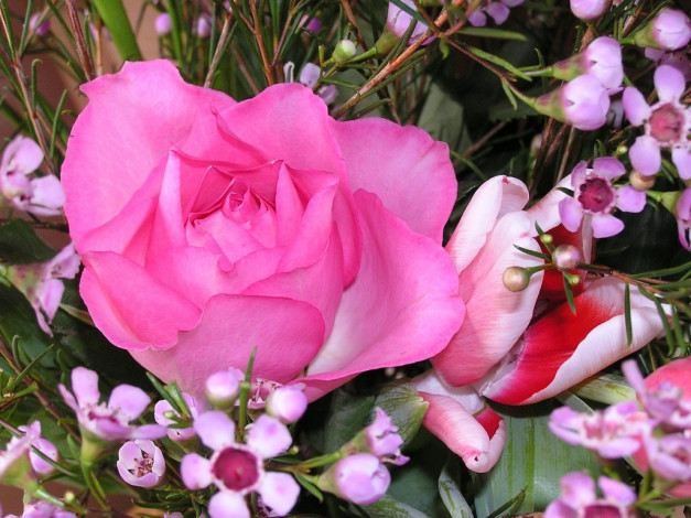 Обои картинки фото цветы, разные, вместе