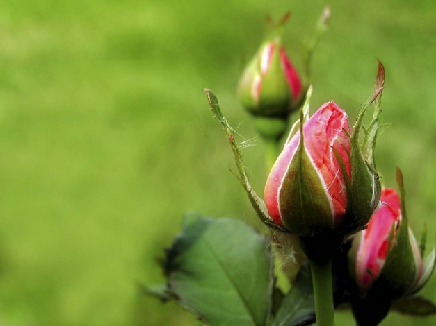 Обои картинки фото цветы, розы