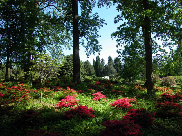 Обои картинки фото природа