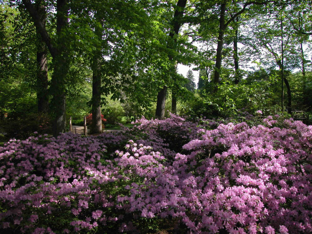 Обои картинки фото природа