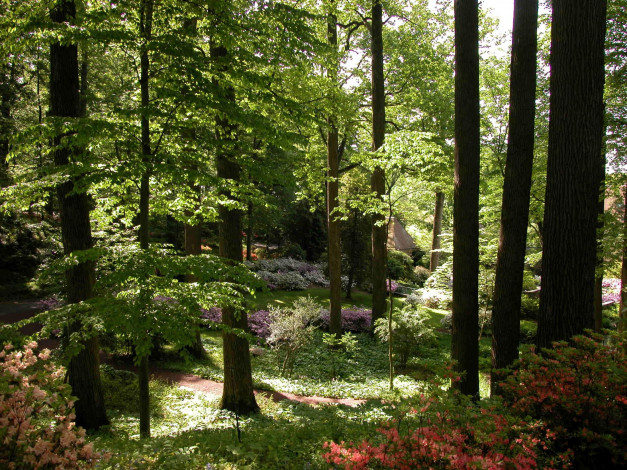 Обои картинки фото природа