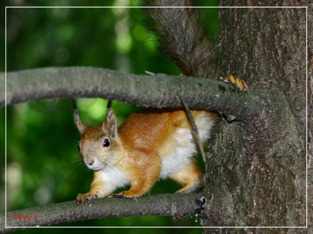 Обои картинки фото животные, белки